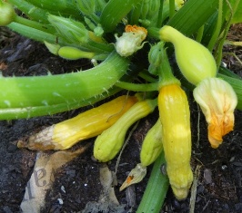 Cover photo for Why Are My Squash Rotting?