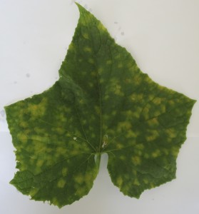 Cover photo for Diagnose Cucurbit Downy Mildew in Different Cucurbit Crops