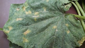 Cover photo for Cucurbit Downy Mildew Found in Franklin County, North Carolina