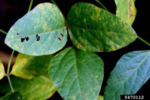 Cover photo for Soybean Rust Update  June 13, 2016