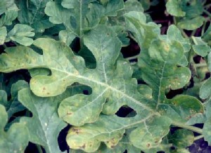 Cover photo for Powdery Mildew on Watermelon Found in South Carolina