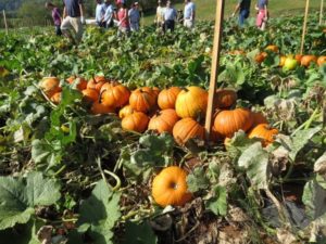 orange pumpkins in the field