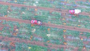 drone view of pumpkin variety field plots