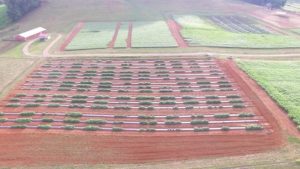 drone view of pumpkin variety field plots