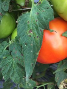 early blight tomato