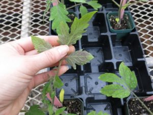 Cover photo for Vegetable Production Update-April 27, 2018