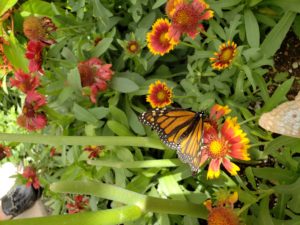 Monarch butterfly on gallardia