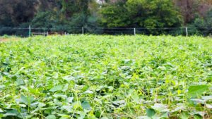 Cowpea is a summer cover crop used to help maintain and improve the soil for future growing seasons.