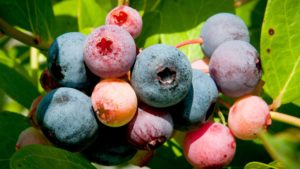 Cover photo for N.C. Blueberry Season Is Heating Up
