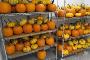 pumpkins in storage