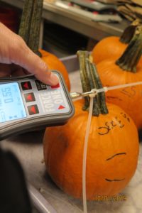 measuring pumpkins with a meter