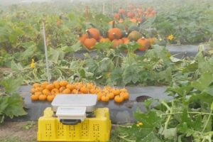 analytical scale in the pumpkin plots