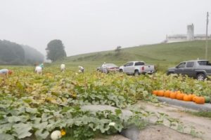 harvesting a field of pumpkins