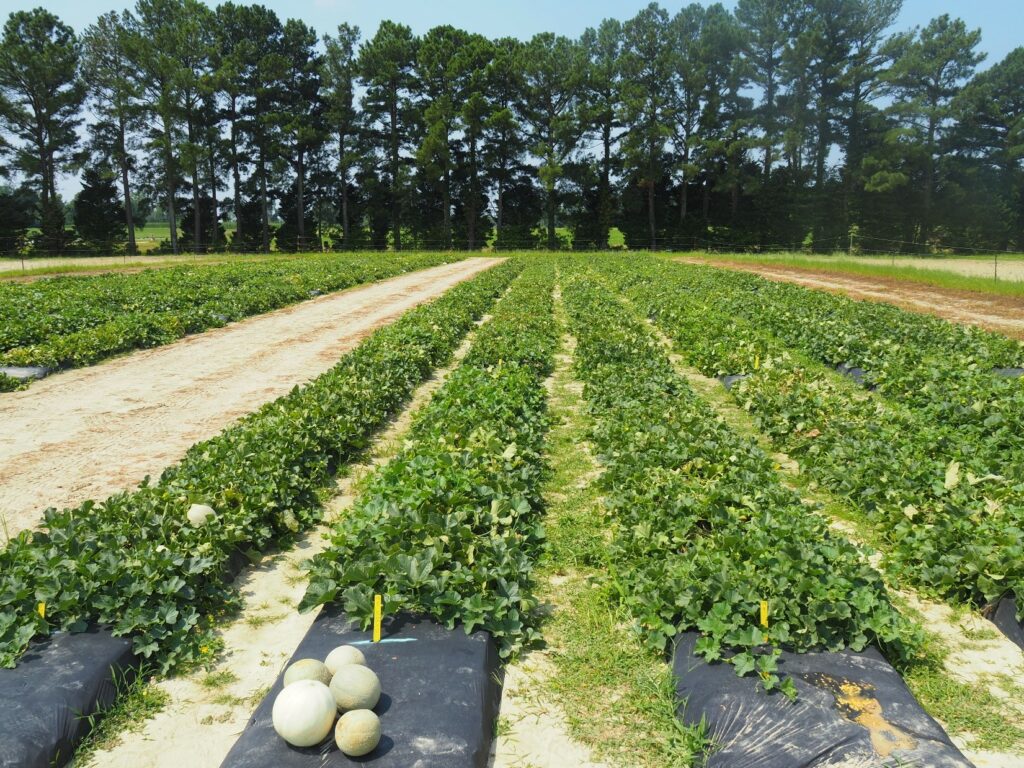 Rows of melons in a field.