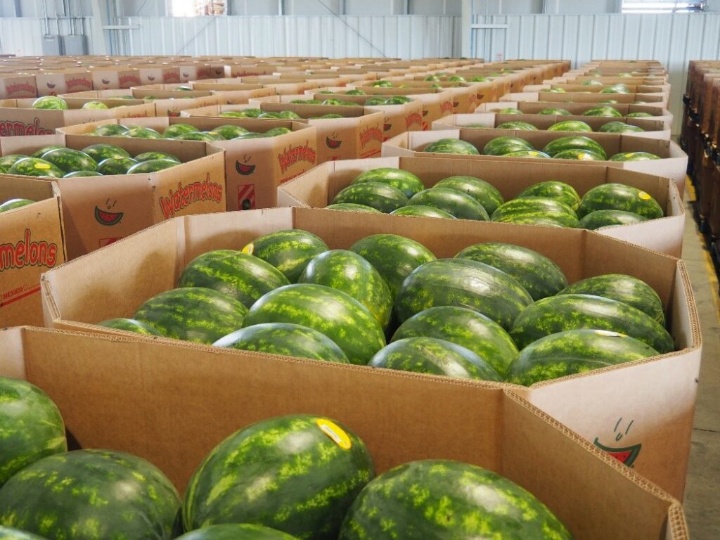 Photo of watermelons in bins at a packing facility