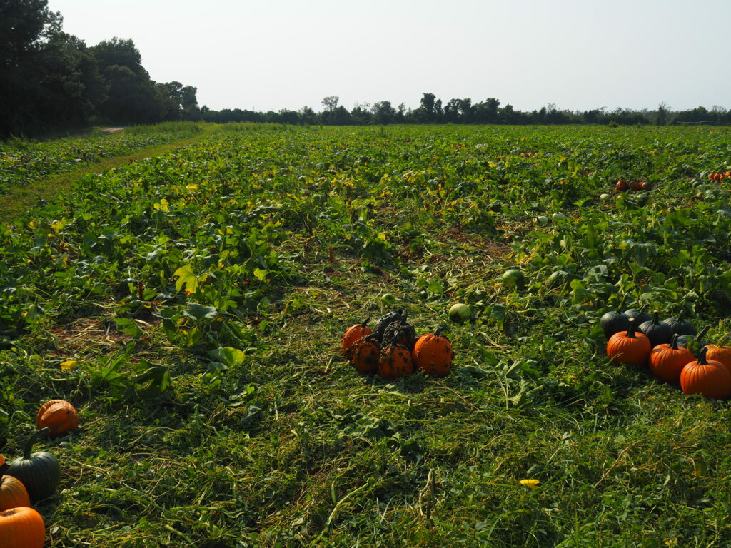 Photograph of a pumpkin field in Edenton, NC