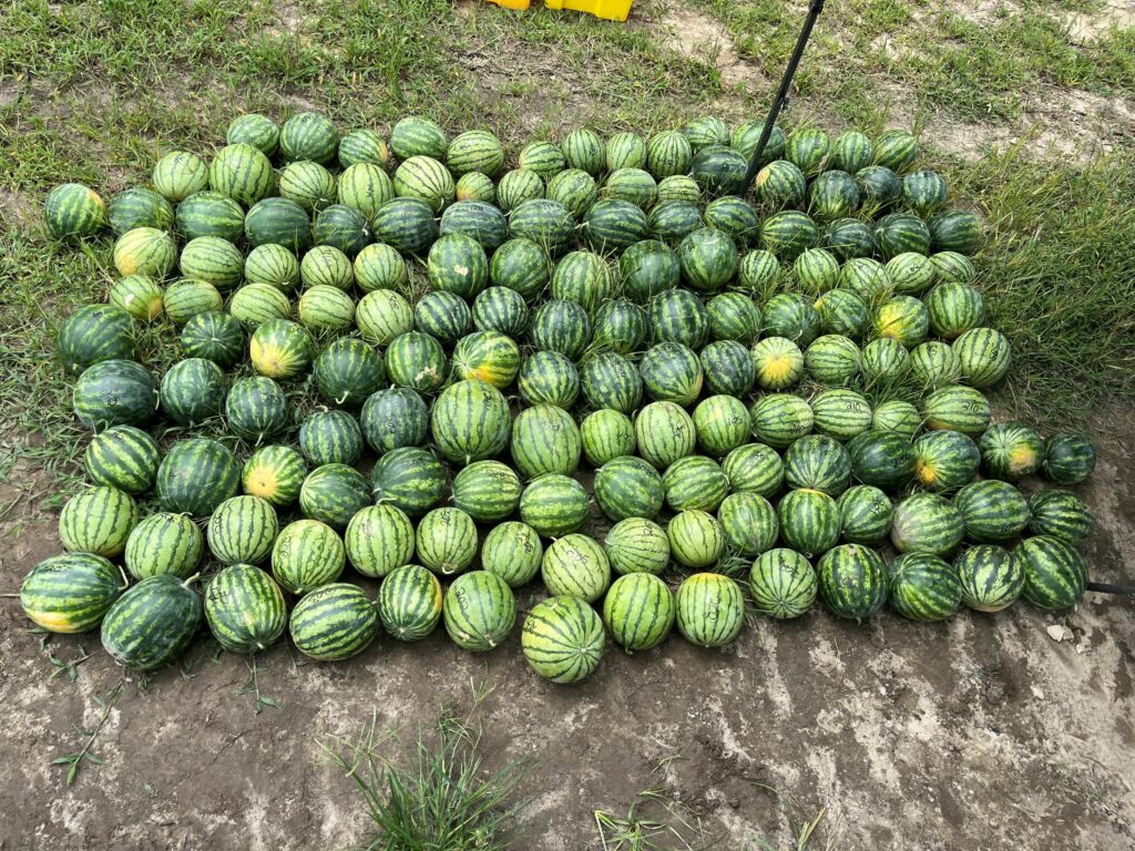 Mini watermelons 