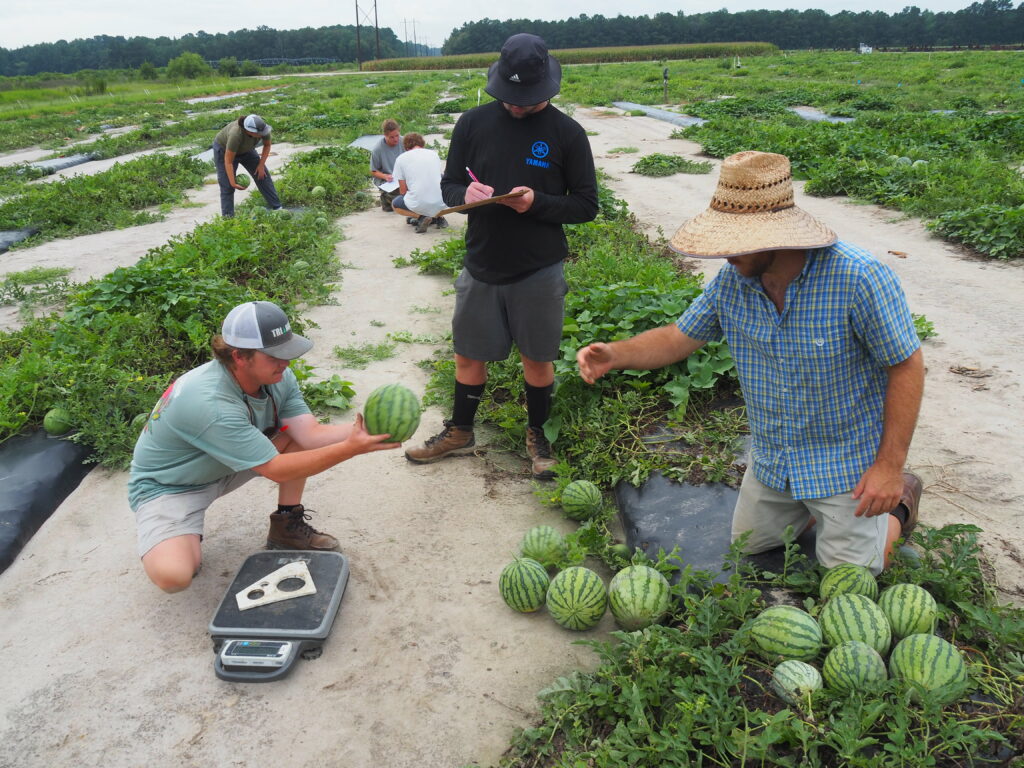 Dr. Schultheis' research team and the team at the Horticultural Crops Research Station in Clinton, NC taking yield data on mini watermelons. 