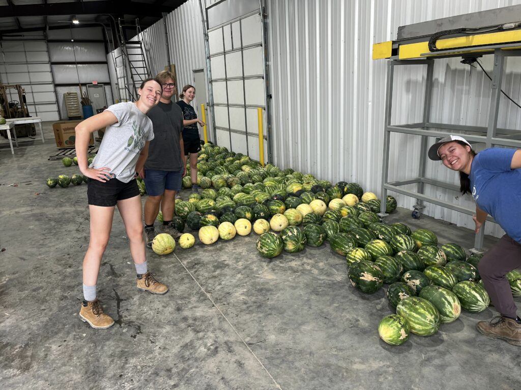 Summer employees lining up watermelons for quality evaluations